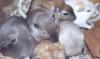 Rennmaus,  Rennmäuse,  Wüstennrennmäuse,  Gerbil,  Gerbils