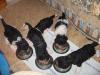 Harlekin Pudelwelpen von Ronlay DPK/ FCI