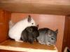 Chinchilla in PLZ 26532, verschiedene Farben