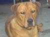 grosser brauner mix sucht neues zuhause