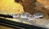 Leopardgeckos (Eublepharis macularius) aus eigener Zucht abzugeben