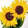 Raffiniertes Sonnenblumenöl