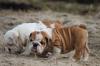 wunderschöne Liebevoller Reinrassige Englische Bulldoggen Welpen 10 Wochen mit P