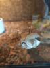 Kaiserboa /  Boa Constrictor Imperator Sunglow mit Terrarium