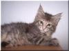 Maine Coon Zuckerpuppe abzugeben!