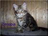 Maine Coon Kitten
