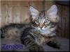 Maine Coon Zaubermaus!!!