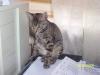 Lince und Nora,  zwei spanische Schönheiten