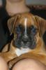 Boxerwelpe