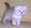 BKH und Selkirk Rex Kätzchen