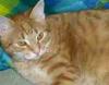 Kater FRANZ vermisst
