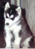 Siberian Husky-welpe 8 Wochen alt
