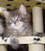 A COONATTACK MAINE COON CAT