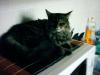 Katze zugelaufen,  Main Coon oder Norwegische Waldkatze Mix