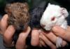 junge Meerschweinchen