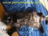 Black /  Smoke Perserkaterchen!