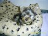 Yorkshire Terrier Welpen Rüden