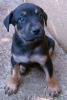 Süße Boxer/ Dobermann/ Labrador Welpen