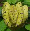 Sorong viridis  ARU