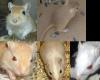 Rennmäuse,  Rennmaus Gerbils abzugeben