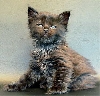 Knuffige Maine Coon Babys