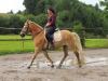 Shettys,  Ponys,  Reit- und Fahrpferde