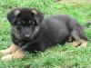 schwarzbraune Schäferhundwelpen 8 Wochen alt