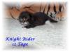 Maine Coon Kitten /  K - Wurf of Magic Palace /  Unsere Boygroup