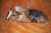 4 süße Rosettenmeerschweinbabys