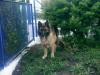 scheferhunde langharig welpen