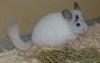 Chinchillas abzugeben