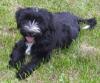 Tibet Terrier Hündin