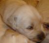 Golden Retriever Welpen