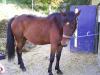 Reitbeteiligung gesucht für Wallach in Ense/ Soest
