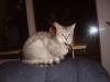 WER HAT SIE GESEHEN????????