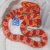 0, 0, 4 Pantherophis guttatus albino NZ 06