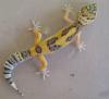 3, 3 Eublepharis Macularius super high yellow  subadult