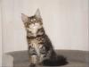 Maine Coon Katzenkinder