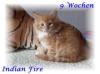 süße Maine Coon Kitten /  I - Wurf of Magic Palace