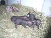 MINI HÄNGEBAUCHSCHWEIN BABY !!!!!!