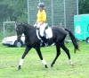 Hannoveraner Wallach Eltano