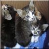 Süße Katzenbabys suchen ein neues Heim