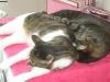 DRINGEND!!!! 2 Siam/ Hauskater 2 1/ 2 Jahre zu verkaufen