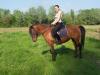 Suche Pflegepferd/ RBT Raum GER
