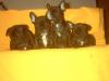 fran. Bully Welpen