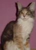 Wunderschöne Maine Coon Kätzin abzugeben