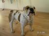 Englische Bulldogge