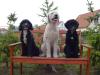 Hundeschule Kathrin Librenz
