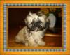 Shih-Tzu