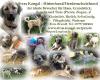 Sivas Kangal Welpen vom Bauernhof – großer Hirtenhund/ Herdenschutzhund